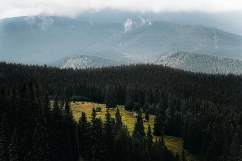 Ukraine forest